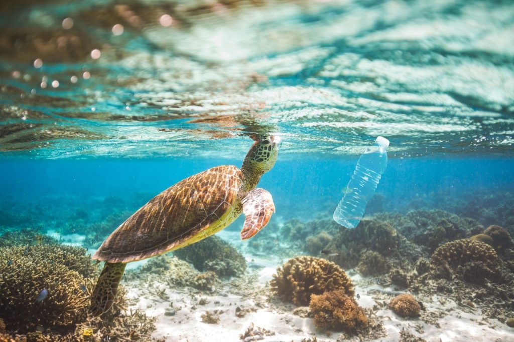 a turtle swimming near to a plastic water bottle in the ocean