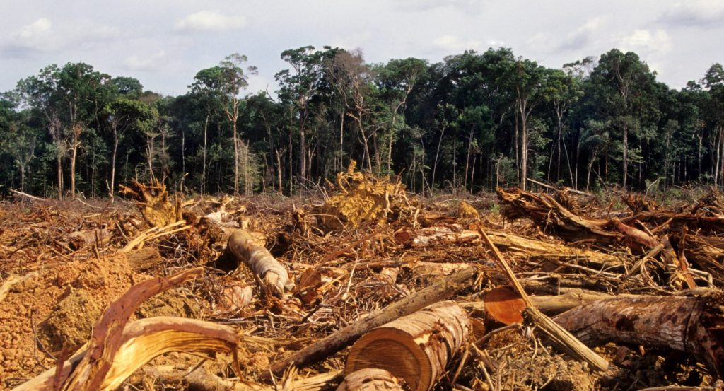 an area of forest that has been felled for deforestation.