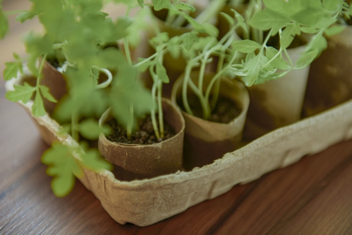cardboard toilet roll tubes that have been repurposed into seedling planters.