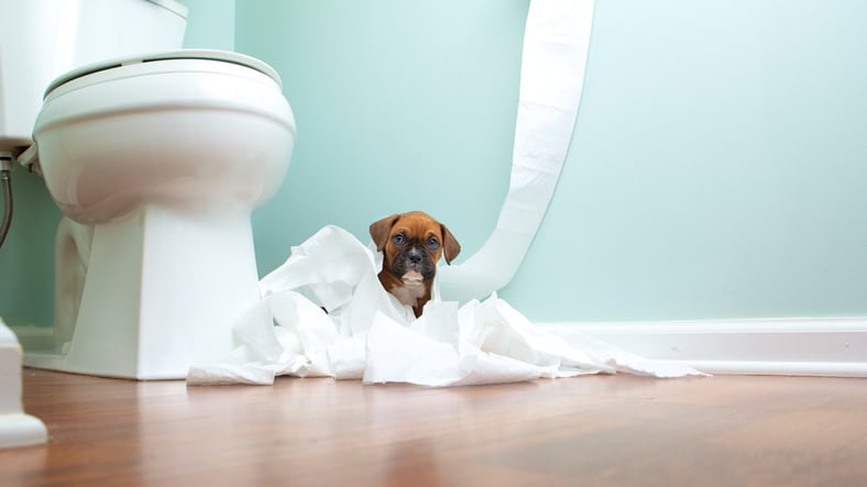 a puppy plays in a pile of toilet paper it has pulled from the roll in the bathroom.